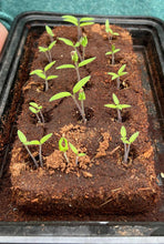 Load image into Gallery viewer, THE GLUTTONOUS GARDENER | Growbar | The Cat Bar - LONDØNWORKS