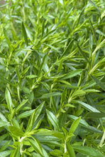 Load image into Gallery viewer, THE GLUTTONOUS GARDENER | Growbar | Tudor Herbs - LONDØNWORKS